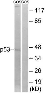 TP53 / p53 Antibody - Western blot analysis of lysates from COS7 cells, treated with UV, using p53 Antibody. The lane on the right is blocked with the synthesized peptide.