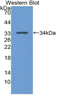 TP53 / p53 Antibody - Western blot of recombinant TP53 / p53.