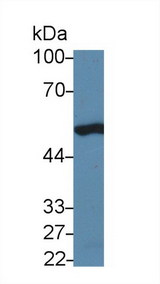 TP53 / p53 Antibody - Western Blot; Sample: Human 293T cell lysate; Primary Ab: 5µg/ml Rabbit Anti-Rat TP53 Antibody Second Ab: 0.2µg/mL HRP-Linked Caprine Anti-Rabbit IgG Polyclonal Antibody
