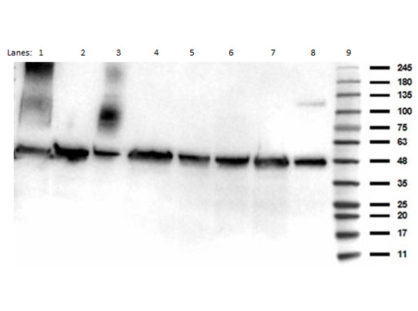 TP53 / p53 Antibody - Western Blot of Anti-p53 (ac Lys292) (RABBIT) Antibody. Lane 1: HCT-116 Whole Cell Lysate. Lane 2: A549 WCL. Lane 3: C5B46 Brain Lysate. Lane 4: MCF7 Nuclear Extract Lysate. Lane 5: A431 Nuclear Extract Lysate. Lane 6: HeLa WCL. Lane 7: HeLa Nuclear Extract Lysate. Lane 8: Normal Ms Brain Lysate. Lane 9: Molecular Weight Ladder PreStained Loaded at 10ug. Primary Antibody: Anti-p53 292kAc at 1µg/mL overnight at 4°C. Secondary Antibody: Goat anti-Rabbit HRP Predicted: ~43.6 kDa.