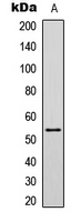 TP53 / p53 Antibody - Western blot analysis of p53 (AcK381) expression in HCT116 (A) whole cell lysates.