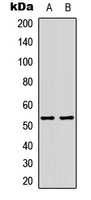 TP53 / p53 Antibody - Western blot analysis of p53 (AcK386) expression in HepG2 (A); H9C2 (B) whole cell lysates.