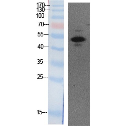 TP53 / p53 Antibody - Western blot of Acetyl-p53 (K373) antibody