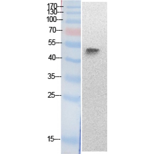TP53 / p53 Antibody - Western blot of Acetyl-p53 (K320) antibody