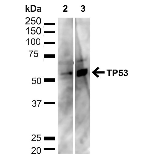 TP53 / p53 Antibody - Western blot analysis of Human HeLa and HEK293T cell lysates showing detection of ~43.7kDa p53 protein using Rabbit Anti-p53 Polyclonal Antibody. Lane 1: MW Ladder. Lane 2: Human HeLa (20 µg). Lane 3: Human 293T (20 µg). Load: 20 µg. Block: 5% milk + TBST for 1 hour at RT. Primary Antibody: Rabbit Anti-p53 Polyclonal Antibody  at 1:1000 for 1 hour at RT. Secondary Antibody: Goat Anti-Rabbit: HRP at 1:2000 for 1 hour at RT. Color Development: TMB solution for 12 min at RT. Predicted/Observed Size: ~43.7kDa.