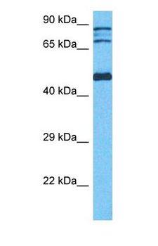 TP53 / p53 Antibody - Western blot of P53 Antibody with human Fetal Kidney lysate.  This image was taken for the unconjugated form of this product. Other forms have not been tested.