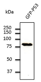 TP53 / p53 Antibody - Western blot. Anti-P53 antibody at 1:500 dilution. Lysates at 50 ug per lane. Rabbit polyclonal to goat IgG (HRP) at 1:10000 dilution.