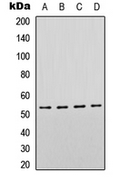 TP53 / p53 Antibody - Western blot analysis of p53 expression in HeLa (A); SHSY5Y (B); Raw264.7 (C); PC12 (D) whole cell lysates.