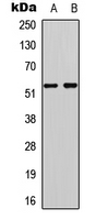 TP53 / p53 Antibody - Western blot analysis of p53 expression in HeLa (A); HEK293T (B) whole cell lysates.