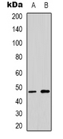 TP53 / p53 Antibody - Western blot analysis of p53 expression in HeLa (A); HEK293T (B) whole cell lysates.