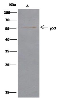 TP53 / p53 Antibody - cyno p53 was immunoprecipitated using: Lane A: 0.5 mg A431 Whole Cell Lysate. 0.5 uL anti-cyno p53 rabbit monoclonal antibody and 60 ug of Immunomagnetic beads Protein G. Primary antibody: Anti-cyno p53 rabbit monoclonal antibody, at 1:500 dilution. Secondary antibody: Clean-Blot IP Detection Reagent (HRP) at 1:500 dilution. Developed using the DAB staining technique. Performed under reducing conditions. Predicted band size: 55 kDa. Observed band size: 55 kDa.
