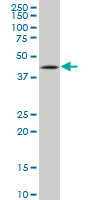 TP53 / p53 Antibody - TP53 monoclonal antibody (M04), clone 2C11 Western blot of TP53 expression in A-431.