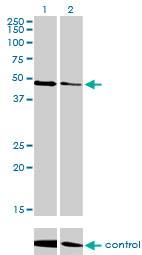 TP53 / p53 Antibody - Western blot of TP53 over-expressed 293 cell line, cotransfected with TP53 Validated Chimera RNAi (Lane 2) or non-transfected control (Lane 1). Blot probed with TP53 monoclonal antibody, clone 2C11. GAPDH ( 36.1 kD ) used as specificity a.