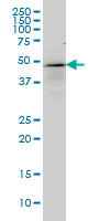 TP53 / p53 Antibody - TP53 monoclonal antibody (M01), clone 2C3 Western blot of TP53 expression in A-431.