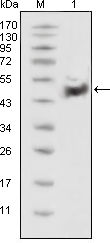 TP53 / p53 Antibody - Western blot using p53 mouse monoclonal antibody against HEK293 cell lysate(1).