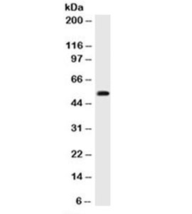 TP53 / p53 Antibody - Western blot testing of 293 cell lysate with p53 antibody cocktail (BP53-12 + DO-7).