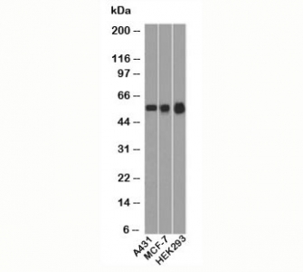 TP53 / p53 Antibody - p53 antibody BP53-12 western blot.  This image was taken for the unmodified form of this product. Other forms have not been tested.