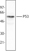 TP53 / p53 Antibody - MCF-7 cell extract was resolved by electrophoresis, transferred to nitrocellulose and probed with monoclonal anti-p53 (clone BP53-12) antibody. Proteins were visualized using a goat anti-mouse secondary conjugated to HRP and a chemiluminescence detection