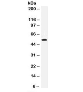 TP53 / p53 Antibody - Western blot testing of 293 cell lysate with p53 antibody (clone DO-7). This image was taken for the unmodified form of this product. Other forms have not been tested.