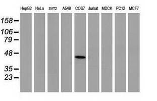 TP53 / p53 Antibody - Western blot of extracts (35 ug) from 9 different cell lines by using anti-TP53 monoclonal antibody (HepG2: human; HeLa: human; SVT2: mouse; A549: human; COS7: monkey; Jurkat: human; MDCK: canine; PC12: rat; MCF7: human).