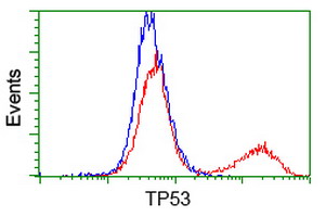 TP53 / p53 Antibody - HEK293T cells transfected with either overexpress plasmid (Red) or empty vector control plasmid (Blue) were immunostained by anti-TP53 antibody, and then analyzed by flow cytometry.