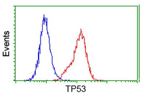 TP53 / p53 Antibody - Flow cytometry of HeLa cells, using anti-TP53 antibody (Red), compared to a nonspecific negative control antibody (Blue).