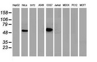 TP53 / p53 Antibody - Western blot of extracts (35 ug) from 9 different cell lines by using anti-TP53 monoclonal antibody.