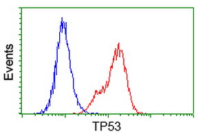 TP53 / p53 Antibody - Flow cytometry of HeLa cells, using anti-TP53 antibody (Red), compared to a nonspecific negative control antibody (Blue).