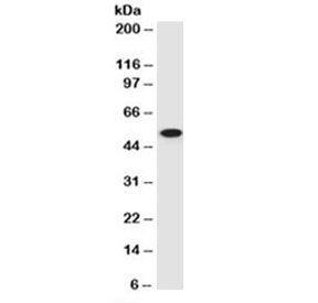 TP53 / p53 Antibody - Western blot testing of human 293 cell lysate with p53 antibody (clone PAb 122).