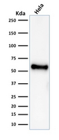 TP53 / p53 Antibody - Western blot analysis of HeLa cell lysate using p53 Mouse Recombinant Monoclonal Antibody (rBP53-12).