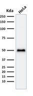 TP53 / p53 Antibody - Western blot analysis of Hela cell lysate using p53 Recombinant Rabbit Monoclonal Antibody (TP53/1799R).