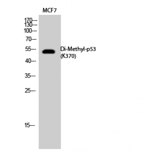 TP53 / p53 Antibody - Western blot of Di-Methyl-p53 (K370) antibody