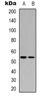 TP53 / p53 Antibody - Western blot analysis of p53 expression in HEK293T (A); COLO205 (B) whole cell lysates.
