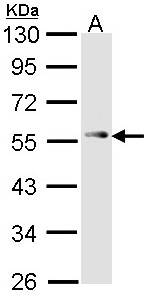 TP53 / p53 Antibody - Sample (30 ug of whole cell lysate). A: 293T. 10% SDS PAGE. TP53 antibody diluted at 1:1000. 