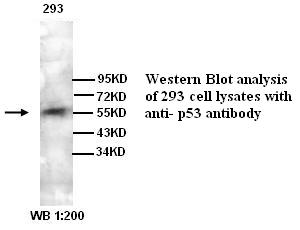 TP53 / p53 Antibody