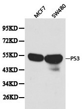 TP53 / p53 Antibody - Western blot of p53 pAb in extracts from MCF7 and SW480 cells.