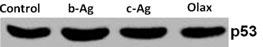 TP53 / p53 Antibody - The p53 Antibody is used in Western blot to detect p53 in B16 cell lysate in presence of different silver nanoparticle (from Mukherjee S. et al. 2014).