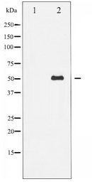 TP53 / p53 Antibody - Western blot of p53 expression in UV treated COS7 whole cell lysates,The lane on the left is treated with the antigen-specific peptide