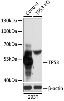 TP53 / p53 Antibody - Western blot analysis of extracts from normal (control) and TP53 knockout (KO) 293T cells, using TP53 antibody at 1:1000 dilution. The secondary antibody used was an HRP Goat Anti-Rabbit IgG (H+L) at 1:10000 dilution. Lysates were loaded 25ug per lane and 3% nonfat dry milk in TBST was used for blocking. An ECL Kit was used for detection and the exposure time was 5s.