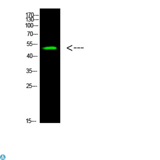 TP53 / p53 Antibody - Western Blot analysis of HeLa cells using primary antibody diluted at 1: 500 (4°C overnight) . Secondary antibody: Goat Anti-rabbit IgG IRDye 800 (diluted at 1: 5000, 25°C, 1 hour).
