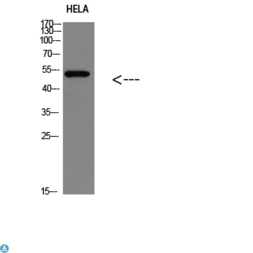 TP53 / p53 Antibody - Western blot analysis of HELA Cell Lysate, antibody was diluted at 1:1000. Secondary antibody was diluted at 1:20000.