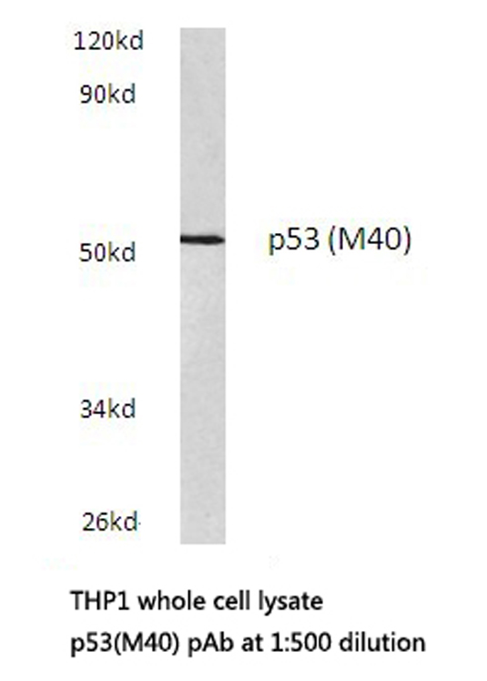 TP53 / p53 Antibody - Western blot of p53 (M40) pAb in extracts from THP1 cells.
