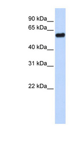 TP53 / p53 Antibody - TP53 / p53 antibody Western blot of 293T cell lysate. This image was taken for the unconjugated form of this product. Other forms have not been tested.
