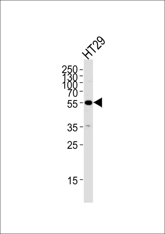 TP53 / p53 Antibody - TP53 Antibody western blot of HT29 cell line lysates (35 ug/lane). The TP53 antibody detected the TP53 protein (arrow).