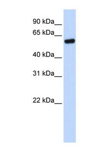 TP53 / p53 Antibody - TP53 / p53 antibody Western blot of 293T Cell lysate. Antibody concentration 1 ug/ml. This image was taken for the unconjugated form of this product. Other forms have not been tested.