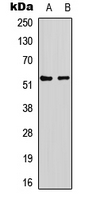 TP53 / p53 Antibody - Western blot analysis of p53 (pS9) expression in K562 (A); COS7 (B) whole cell lysates.