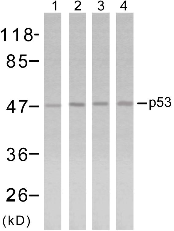 TP53 / p53 Antibody - Western blot analysis using p53 (Ab-315) antibody. Line1: HT29 cells; Line 2: MDA-MB-435 cells; Line 3: K562 cells; Line 4: COLO205 cells.
