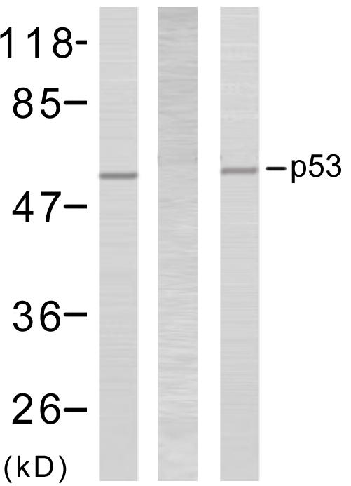 TP53 / p53 Antibody - Western blot analysis of extracts using p53 (Ab-6) antibody.