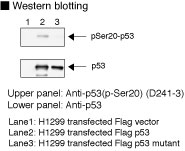 TP53 / p53 Antibody