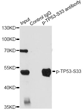 TP53 / p53 Antibody - Immunoprecipitation analysis of 200ug extracts of HT-29 cells, using 3 ug Phospho-TP53-S33 pAb. Western blot was performed from the immunoprecipitate using Phospho-TP53-S33 pAb at a dilition of 1:1000. HT-29 cells were treated by nocodazole (100 ng/mL) at 37°C for 16 hours.